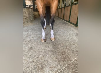 KWPN, Wałach, 7 lat, 170 cm, Gniada