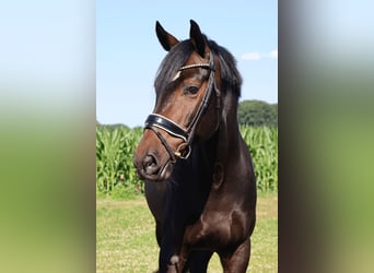 KWPN, Wałach, 7 lat, 170 cm, Gniada