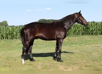 KWPN, Wałach, 7 lat, 170 cm, Gniada