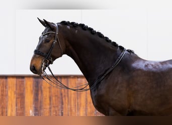 KWPN, Wałach, 7 lat, 171 cm, Ciemnogniada