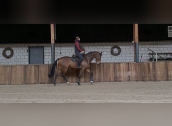 KWPN, Wałach, 7 lat, 171 cm, Gniada