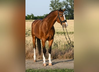 KWPN, Wałach, 7 lat, 172 cm, Gniada