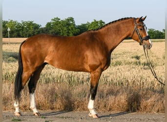 KWPN, Wałach, 7 lat, 172 cm, Gniada