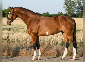 KWPN, Wałach, 7 lat, 172 cm, Gniada