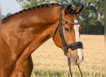 KWPN, Wałach, 7 lat, 172 cm, Gniada