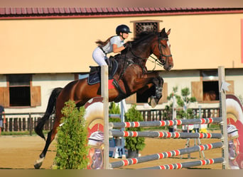KWPN Mix, Wałach, 7 lat, 172 cm, Gniada