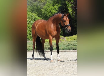 KWPN, Wałach, 7 lat, 172 cm, Gniada