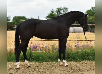 KWPN, Wałach, 7 lat, 173 cm, Kara