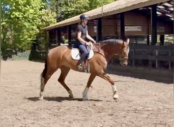 KWPN, Wałach, 7 lat, 174 cm, Kasztanowata