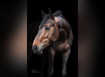 KWPN, Wałach, 7 lat, 175 cm