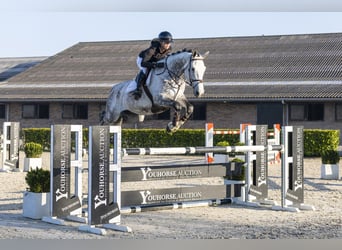 KWPN, Wałach, 7 lat, 175 cm