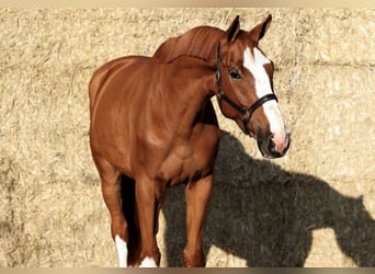 KWPN, Wałach, 7 lat, 179 cm, Kasztanowata