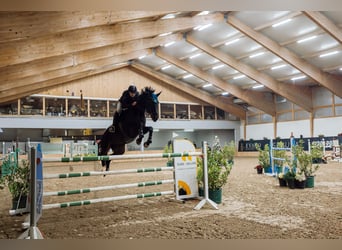 KWPN, Wałach, 7 lat, 180 cm, Ciemnogniada