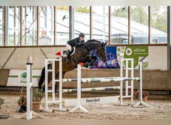 KWPN, Wałach, 7 lat, 185 cm, Gniada