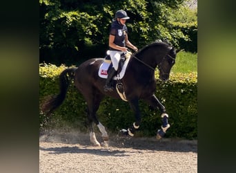 KWPN, Wałach, 7 lat, 193 cm, Kara