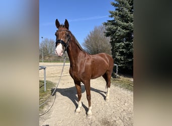 KWPN, Wałach, 8 lat, 162 cm, Kasztanowata