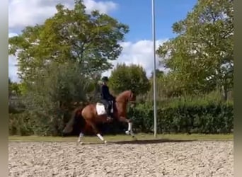 KWPN, Wałach, 8 lat, 166 cm, Kasztanowata