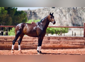 KWPN, Wałach, 8 lat, 167 cm, Ciemnogniada