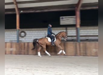 KWPN, Wałach, 8 lat, 167 cm, Ciemnokasztanowata