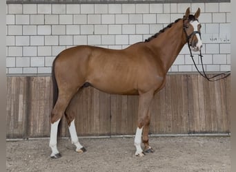 KWPN, Wałach, 8 lat, 167 cm, Ciemnokasztanowata