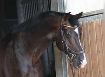 KWPN, Wałach, 8 lat, 168 cm, Ciemnogniada
