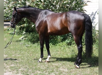 KWPN, Wałach, 8 lat, 168 cm, Ciemnogniada