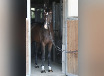 KWPN, Wałach, 8 lat, 168 cm, Ciemnogniada
