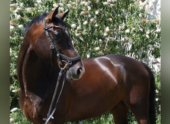KWPN, Wałach, 8 lat, 168 cm, Ciemnogniada