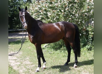 KWPN, Wałach, 8 lat, 168 cm, Ciemnogniada
