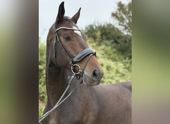 KWPN, Wałach, 8 lat, 168 cm, Gniada