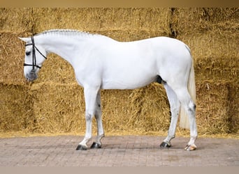 KWPN, Wałach, 8 lat, 169 cm, Siwa