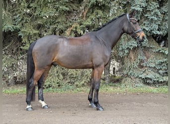 KWPN, Wałach, 8 lat, 170 cm, Gniada