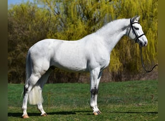 KWPN, Wałach, 8 lat, 170 cm, Siwa