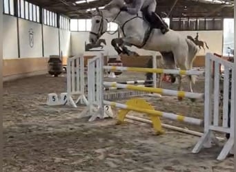 KWPN, Wałach, 8 lat, 170 cm, Siwa