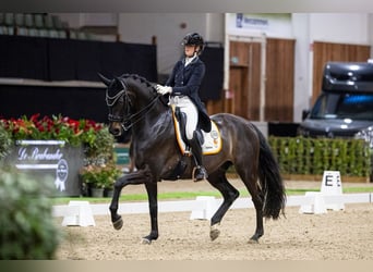 KWPN, Wałach, 8 lat, 171 cm, Ciemnogniada