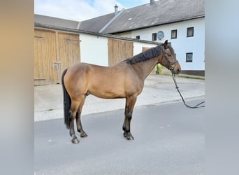 KWPN, Wałach, 8 lat, 172 cm, Ciemnogniada