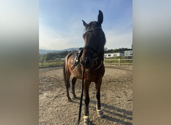 KWPN, Wałach, 8 lat, 172 cm, Gniada
