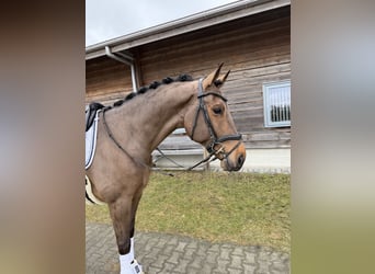 KWPN, Wałach, 8 lat, 173 cm, Gniada