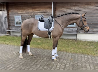 KWPN, Wałach, 8 lat, 173 cm, Gniada