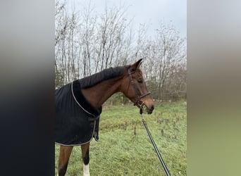 KWPN, Wałach, 8 lat, 173 cm, Gniada