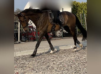 KWPN, Wałach, 8 lat, 178 cm, Ciemnogniada