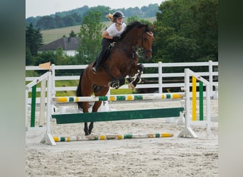 KWPN, Wałach, 8 lat, 178 cm, Gniada