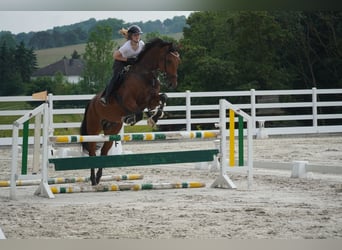 KWPN, Wałach, 8 lat, 178 cm, Gniada