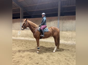 KWPN, Wałach, 8 lat, 180 cm, Kasztanowata