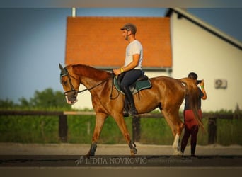 KWPN, Wałach, 8 lat, Ciemnokasztanowata