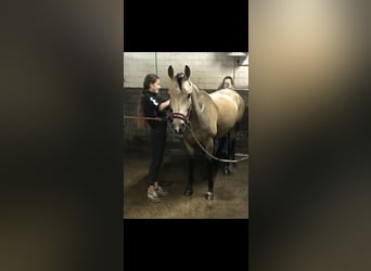 KWPN, Wałach, 9 lat, 146 cm, Jelenia