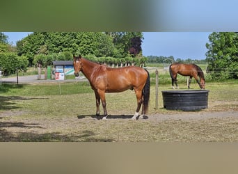 KWPN, Wałach, 9 lat, 161 cm, Gniada