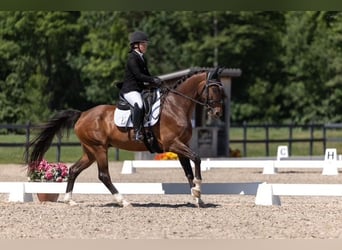 KWPN, Wałach, 9 lat, 163 cm, Gniada