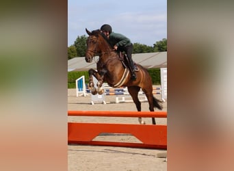 KWPN, Wałach, 9 lat, 166 cm, Ciemnogniada