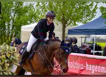 KWPN, Wałach, 9 lat, 170 cm, Gniada